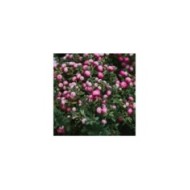 Symphoricarpos Mother of Pearl - arbuste (klavdiyav / Adobe Stock)