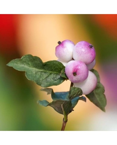 Symphoricarpos Mother of pearl - baies (Mariya / Pixabay)