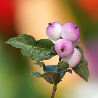 Symphoricarpos Mother of pearl - baies (Mariya / Pixabay)