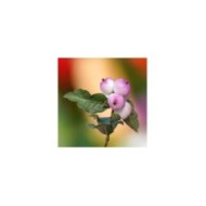 Symphoricarpos Mother of pearl - baies (Mariya / Pixabay)