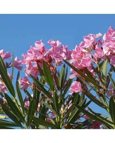 Nerium oleander - fleurs simples roses - vue d'ensemble