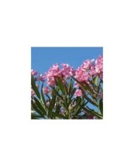 Nerium oleander - fleurs simples roses - vue d'ensemble
