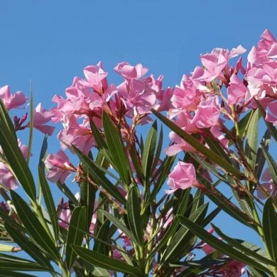 Nerium oleander - fleurs simples roses - vue d'ensemble