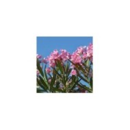 Nerium oleander - fleurs simples roses - vue d'ensemble