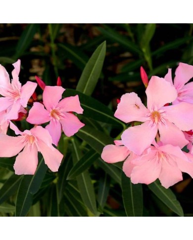 Nerium oleander - fleurs simples roses - zoom fleur