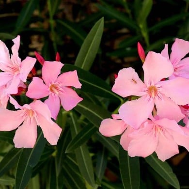 Nerium oleander - fleurs simples roses - zoom fleur