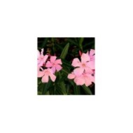Nerium oleander - fleurs simples roses - zoom fleur