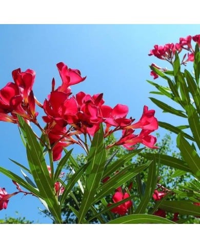 Nerium oleander - fleurs simples rouges - branches fleuries
