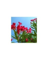 Nerium oleander - fleurs simples rouges - branches fleuries