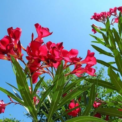 Nerium oleander - fleurs simples rouges - branches fleuries