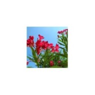 Nerium oleander - fleurs simples rouges - branches fleuries