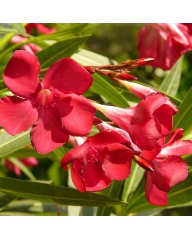 Nerium oleander - fleurs simples rouges - zoom fleurs