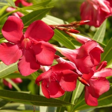Nerium oleander - fleurs simples rouges - zoom fleurs