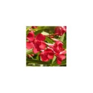 Nerium oleander - fleurs simples rouges - zoom fleurs