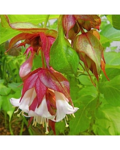 Leycesteria formosa 'Golden Lanterns' - détail fleurs - Flickr