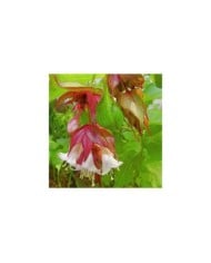 Leycesteria formosa 'Golden Lanterns' - détail fleurs - Flickr