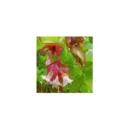 Leycesteria formosa 'Golden Lanterns' - détail fleurs - Flickr