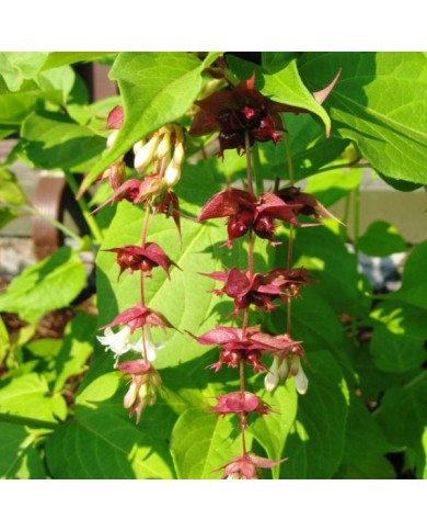 Leycesteria formosa 'Golden Lanterns' - fleurs - Flickr