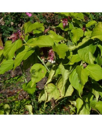 Leycesteria formosa 'Golden Lanterns' - vue d'ensemble - Flickr