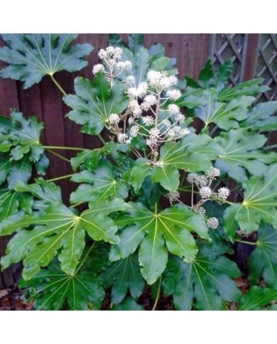 Aralia du Japon - Fatsia japonica (Orengi Harvey / wikimedia.org)