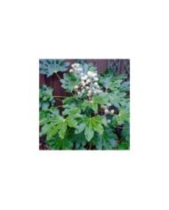 Aralia du Japon - Fatsia japonica (Orengi Harvey / wikimedia.org)