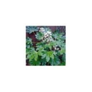 Aralia du Japon - Fatsia japonica (Orengi Harvey / wikimedia.org)