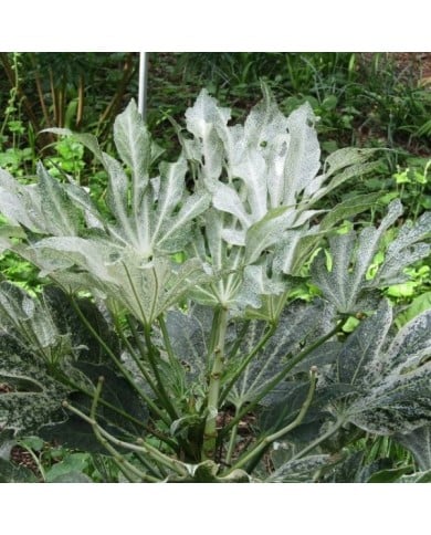 Fatsia japonica 'Spider's Web' ( Leonora (Ellie) Enking / flickr.com)
