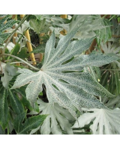 Fatsia japonica 'Spider's Web' - détail feuille (Megan Hansen / flickr.com)