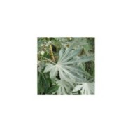 Fatsia japonica 'Spider's Web' - détail feuille (Megan Hansen / flickr.com)