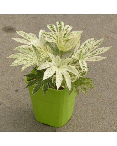 Fatsia japonica 'Spider's Web' en pot de 3 -7L - photographié à la pépinière