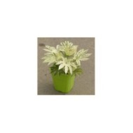 Fatsia japonica 'Spider's Web' en pot de 3 -7L - photographié à la pépinière