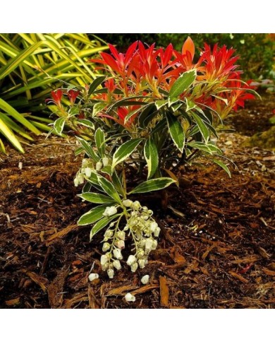 Pieris 'Flaming Silver' - Flickr - Peter Stevens
