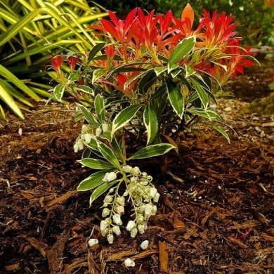 Pieris 'Flaming Silver' - Flickr - Peter Stevens