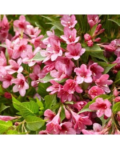 Weigélia nain Picobella Rosa® - fleurs (Globe Planter)