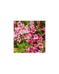 Weigélia nain Picobella Rosa® - fleurs (Globe Planter)
