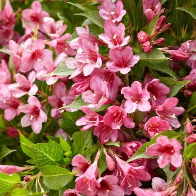 Weigélia nain Picobella Rosa® - fleurs (Globe Planter)