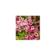 Weigélia nain Picobella Rosa® - fleurs (Globe Planter)