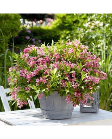 Weigélia nain Picobella Rosa® - en pot (Globe Planter)