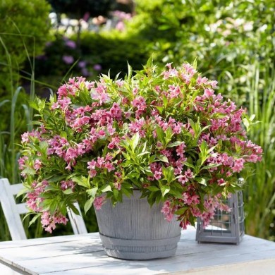 Weigélia nain Picobella Rosa® - en pot (Globe Planter)