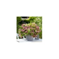 Weigélia nain Picobella Rosa® - en pot (Globe Planter)