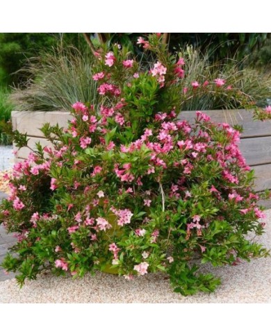 Weigélia nain Picobella Rosa® - vue d'ensemble (Globe Planter)