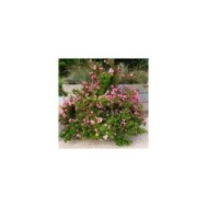 Weigélia nain Picobella Rosa® - vue d'ensemble (Globe Planter)