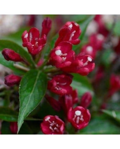 Weigélia All Summer Red (Weigela) (Bert Verhoef)