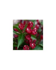 Weigélia All Summer Red (Weigela) (Bert Verhoef)