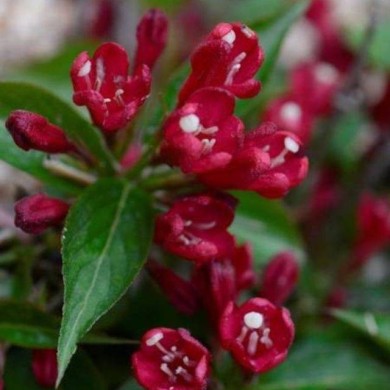 Weigélia All Summer Red (Weigela) (Bert Verhoef)