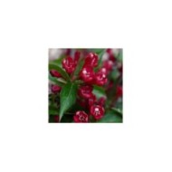 Weigélia All Summer Red (Weigela) (Bert Verhoef)