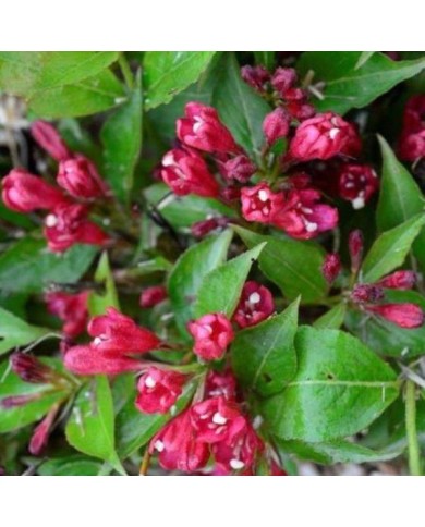 Weigélia All Summer Red (Weigela) (Bert Verhoef)