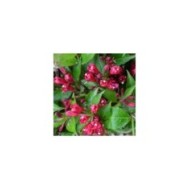 Weigélia All Summer Red (Weigela) (Bert Verhoef)