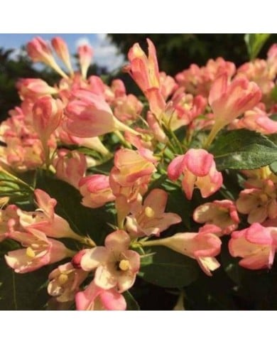 Weigélia nain All Summer Peach (Weigela)  (VIP for plants)