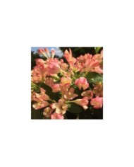 Weigélia nain All Summer Peach (Weigela)  (VIP for plants)